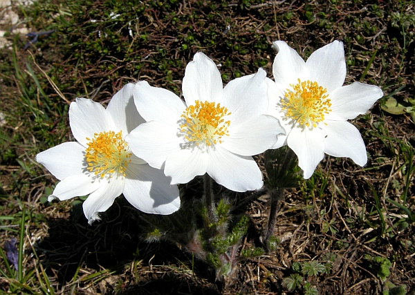 Pulsatilla Alpina / Anemone alpino